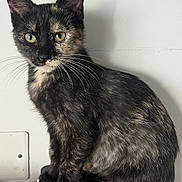 Atlas a rejoint le concours — aidez-le/la à gagner de superbes lots ! cat, tortoiseshell, animal, pet, whiskers, fur, yellow_eyes, sitting, indoor, black_surface, curious, feline, portrait, closeup, domestic_cat, young_cat, ears, face, paw, side_view