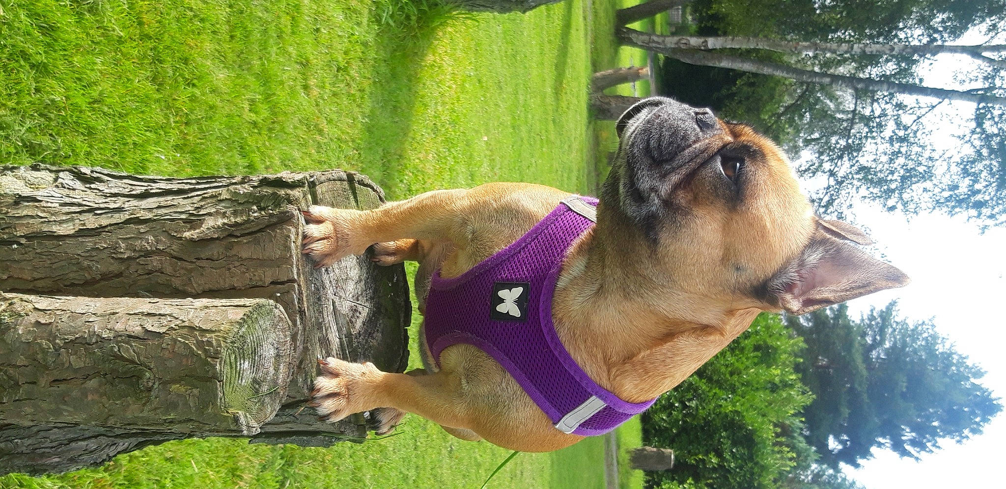 Prune a rejoint le concours — aidez-le/la à gagner de superbes lots ! carnivore, collar, companion_dog, dog, dog_breed, dog_collar, dog_supply, fawn, grass, green, leisure, pet_supply, plant, recreation, snout, sporting_group, tail, terrestrial_animal, tree, working_animal