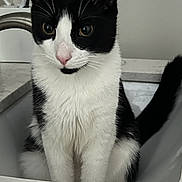 Xander joined the competition — help win amazing prizes! cat, black_and_white, sitting, sink, kitchen, countertop, faucet, pet, domestic_animal, fur, whiskers, face, eyes, nose, indoor, curious, animal, cute, portrait, feline