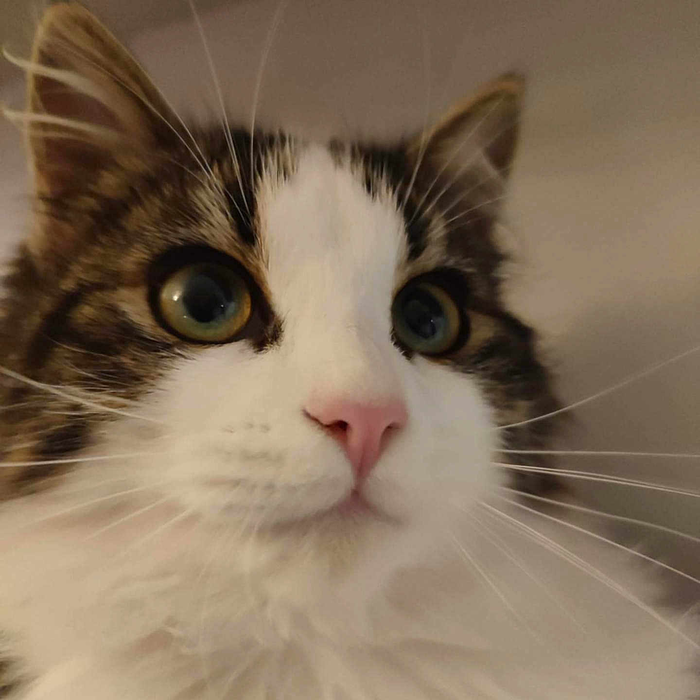 Kitty participe au concours pour gagner de l'argent avec cette photo : abyssinian, angora, animal, cat, face, head, kitten, manx, person, pet, photography, portrait, siamese, snout, white