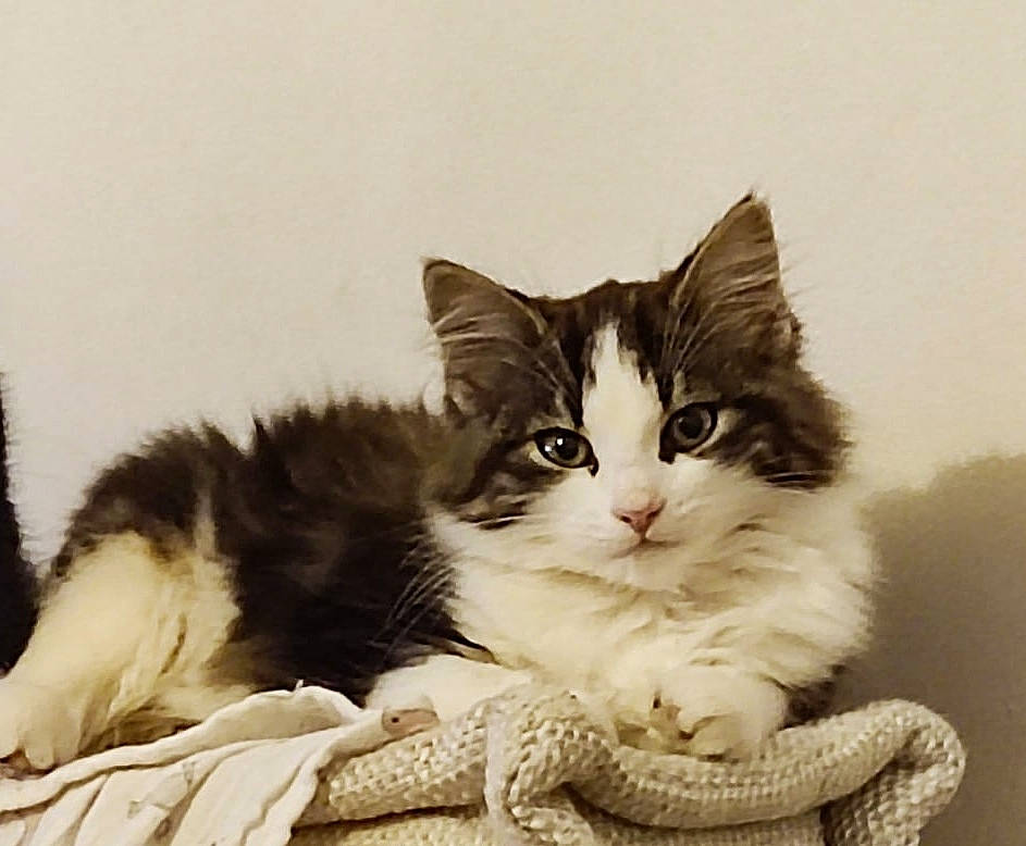 Kitty participe au concours pour gagner de l'argent avec cette photo : abyssinian, angora, animal, blanket, brasssection, cat, egyptiancat, horn, kitten, manx, musicalinstrument, person, pet, sleeping, snout, white