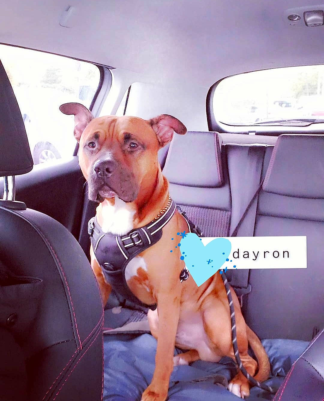 Dayron a rejoint le concours — aidez-le/la à gagner de superbes lots ! auto_part, automotive_exterior, automotive_mirror, car, car_seat, car_seat_cover, carnivore, collar, comfort, companion_dog, dog, dog_breed, dog_collar, dog_supply, fawn, motor_vehicle, snout, vehicle_door, window, working_animal