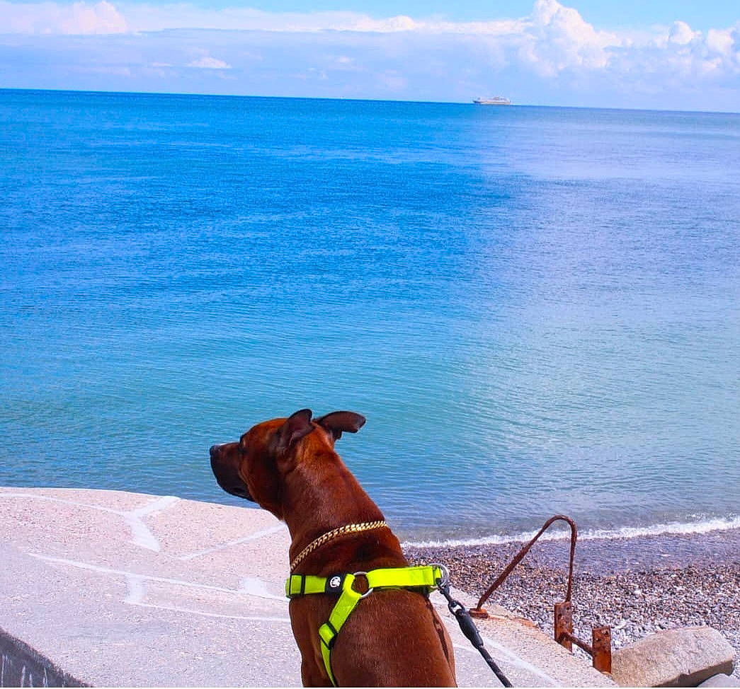Dayron participe au concours pour gagner de l'argent avec cette photo : azure, beach, blue, carnivore, cloud, coastal_and_oceanic_landforms, collar, dog, dog_breed, dog_collar, fawn, horizon, landscape, pet_supply, sand, sky, summer, travel, water, working_animal