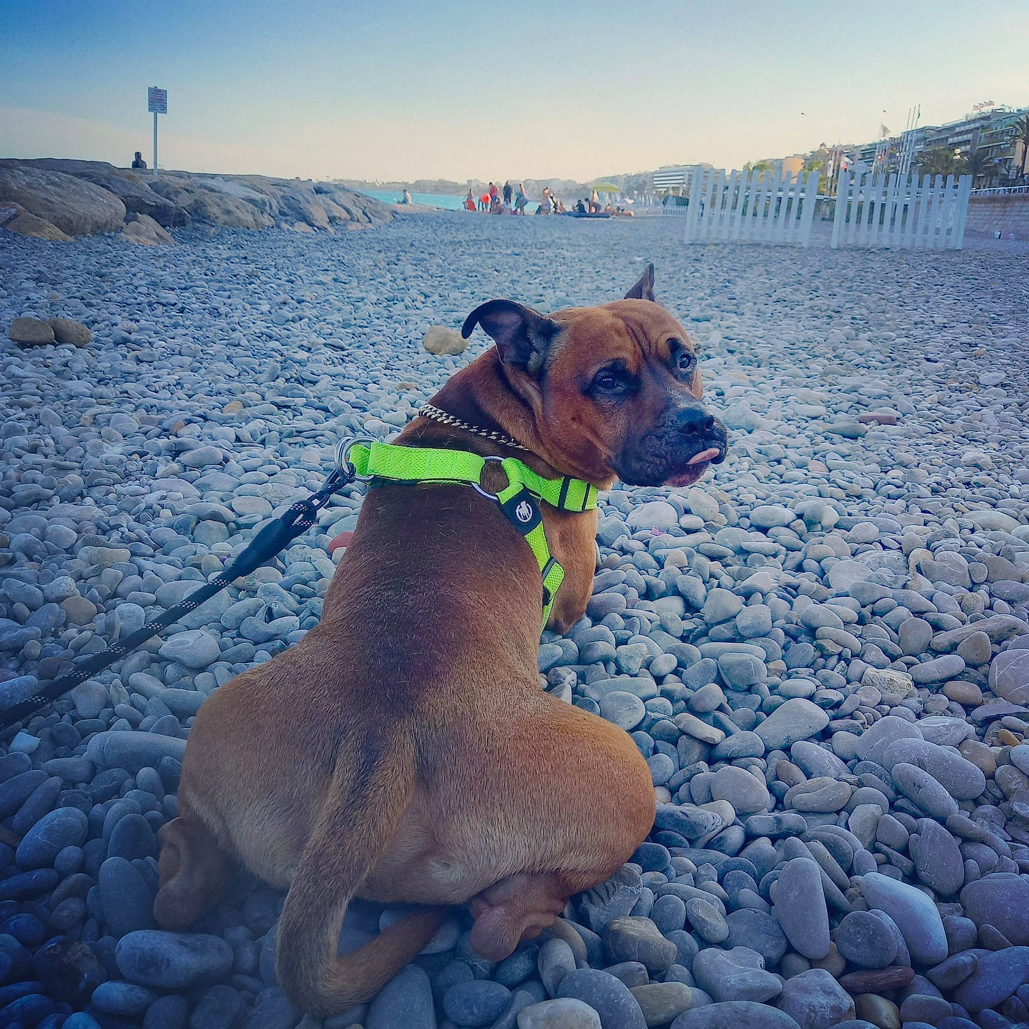 Dayron a rejoint le concours — aidez-le/la à gagner de superbes lots ! beach, blue, canidae, carnivore, collar, companion_dog, dog, dog_breed, dog_collar, dog_supply, electric_blue, fawn, horizon, landscape, leash, pet_supply, sky, snout, sporting_group, working_animal