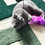 Bonnie is registered to the contest to win money with this photo: cat, gray_cat, pet, playing, toy, feather_toy, carpet, indoor, animal, feline, cute, curious, paw, whiskers, ears, tail, fun, relaxed, closeup, domestic_cat