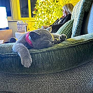Bonnie joined the competition — help win amazing prizes! cat, sleeping, cushion, sofa, indoor, christmas_tree, holiday_lights, blurred_background, person, red_collar, cozy, relaxing, furniture, home, pet, domestic_animal, living_room, decor, happy, resting