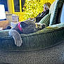cat, sleeping, cushion, sofa, indoor, christmas_tree, holiday_lights, blurred_background, person, red_collar, cozy, relaxing, furniture, home, pet, domestic_animal, living_room, decor, happy, resting