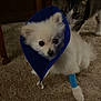 Boba joined the competition — help win amazing prizes! dog, cat, protective_cone, bandage, carpet, indoor, pet, curious_cat, small_dog, white_dog, tabby_cat, animal, floor, household, companion, furry, cute, injury, cone, blue_bandage