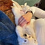 dog, white_dog, fluffy, pet, belly_up, human_hand, watch, blanket, carpet, indoor, cozy, relaxed, fur, paw, resting, comfort, casual, home, animal, cute