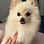 Boba is registered to the contest to win money with this photo: dog, pomeranian, white_fur, fluffy, pet, indoor, hand, cute, tongue_out, animal, small_dog, fur, companion, friendly, mammal, portrait, domestic_animal, closeup, petting, adorable