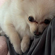 Boba is registered to the contest to win money with this photo: dog, white, fluffy, cute, pet, snuggling, cozy, closeup, fur, animal, companion, resting, soft, indoors, cute_eyes, small_dog, relaxed, adorable, friendly, domestic