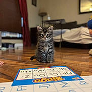 Abel joined the competition — help win amazing prizes! bed, bedroom, bingo, board_game, cat, curtains, cute, furniture, game_board, home, indoors, kitten, living_room, pet, photography, portrait, sitting, striped_fur, tabby, wooden_floor