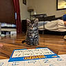 bed, bedroom, bingo, board_game, cat, curtains, cute, furniture, game_board, home, indoors, kitten, living_room, pet, photography, portrait, sitting, striped_fur, tabby, wooden_floor