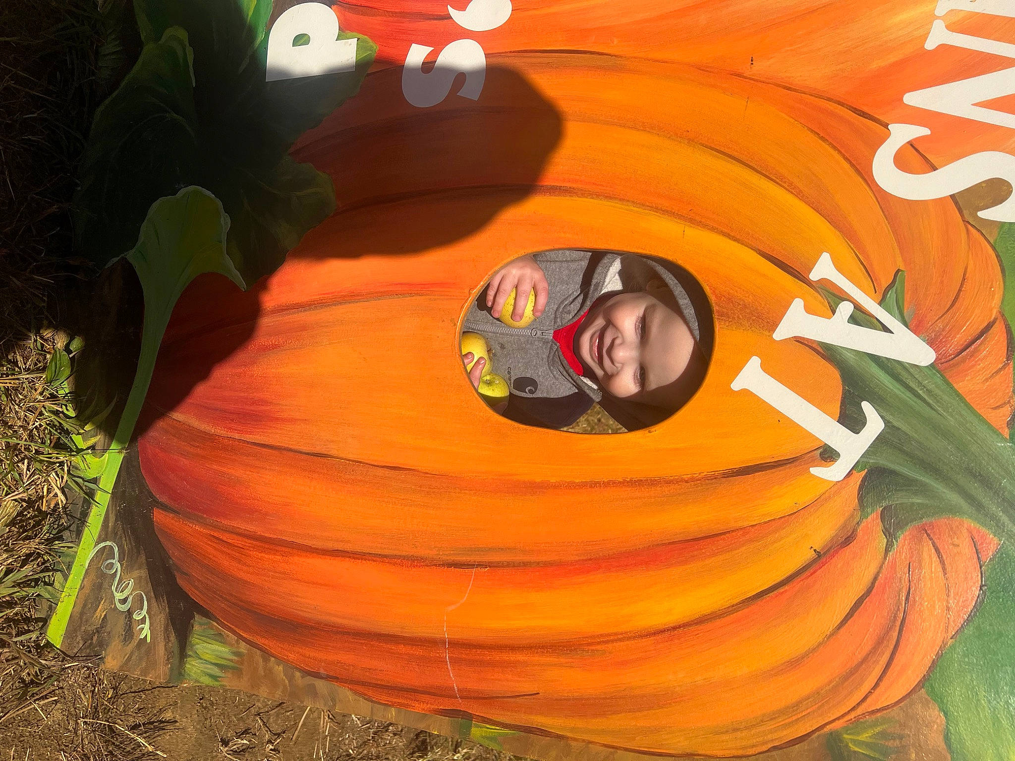 Waylon is registered to the contest to win money with this photo: art, calabaza, cucurbita, fun, gourd, grass, happy, headwear, joy, local_food, natural_foods, orange, people_in_nature, person, plant, produce, pumpkin, smile, squash, tree