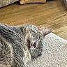 Muffin is registered to the contest to win money with this photo: cat, sleeping, tongue_out, gray_fur, indoor, carpet, floor, pet_bone, cozy, relaxed, whiskers, ear, close_up, domestic_cat, feline, nap, resting, home, animal, cute