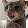 Muffin is registered to the contest to win money with this photo: cat, gray_tabby, tongue_out, paw, close_up, indoor, cute, playful, whiskers, fur, pet, animal, mammal, face, eyes, nose, blurred_background, domestic_cat, feline, funny_expression