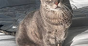 Muffin joined the competition — help win amazing prizes! cat, gray_tabby, green_eyes, bed, white_bedding, sunlight, shadow, indoor, pet, feline, animal, domestic_cat, fur, whiskers, head, ears, tail, sitting, looking, cozy