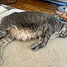 cat, dog, sleeping, relaxed, couch, pet_bed, fur, indoor, cozy, wooden_floor, blanket, animal, domestic, resting, home, comfort, mammal, lazy, peaceful, nap