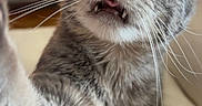 Muffin is registered to the contest to win money with this photo: animal, bed, blurred_background, cat, close_up, couch, curious, cute, domestic_cat, fangs, feline, gray_tabby, indoor, paw, pet, playful, soft_fur, television, whiskers, wide_eyes