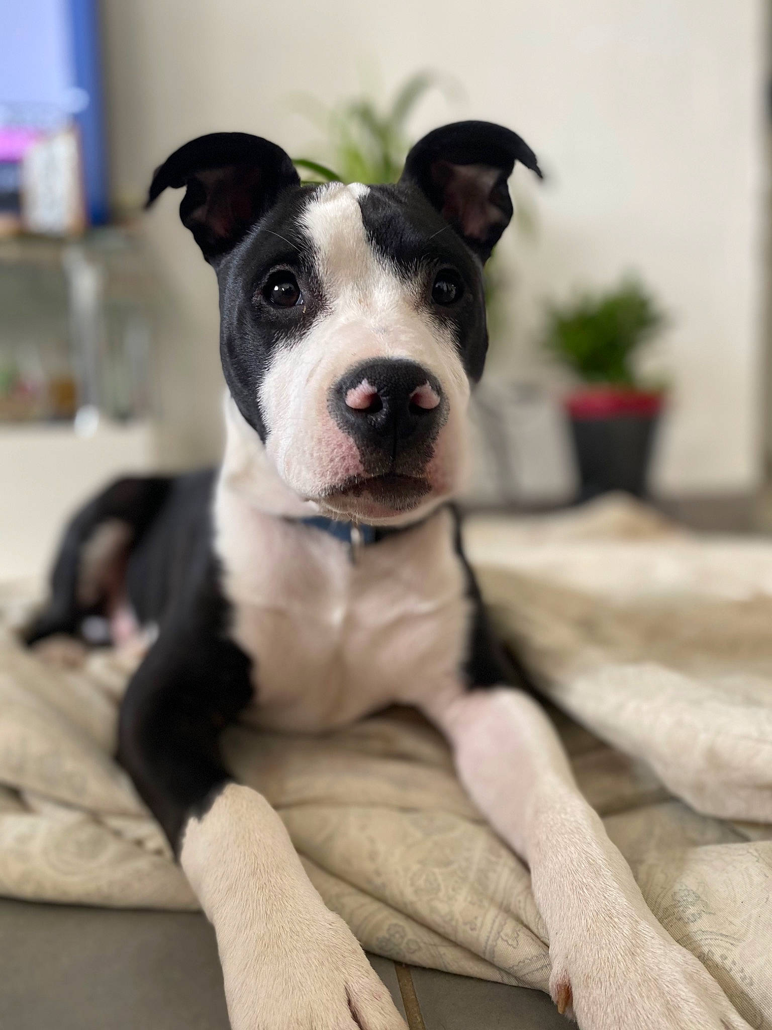 Rox participe au concours pour gagner de l'argent avec cette photo : boston_terrier, canidae, carnivore, child_art, collar, comfort, companion_dog, dog, dog_breed, dog_collar, fawn, flowerpot, houseplant, plant, snout, sporting_group, whiskers, window, working_animal, working_dog