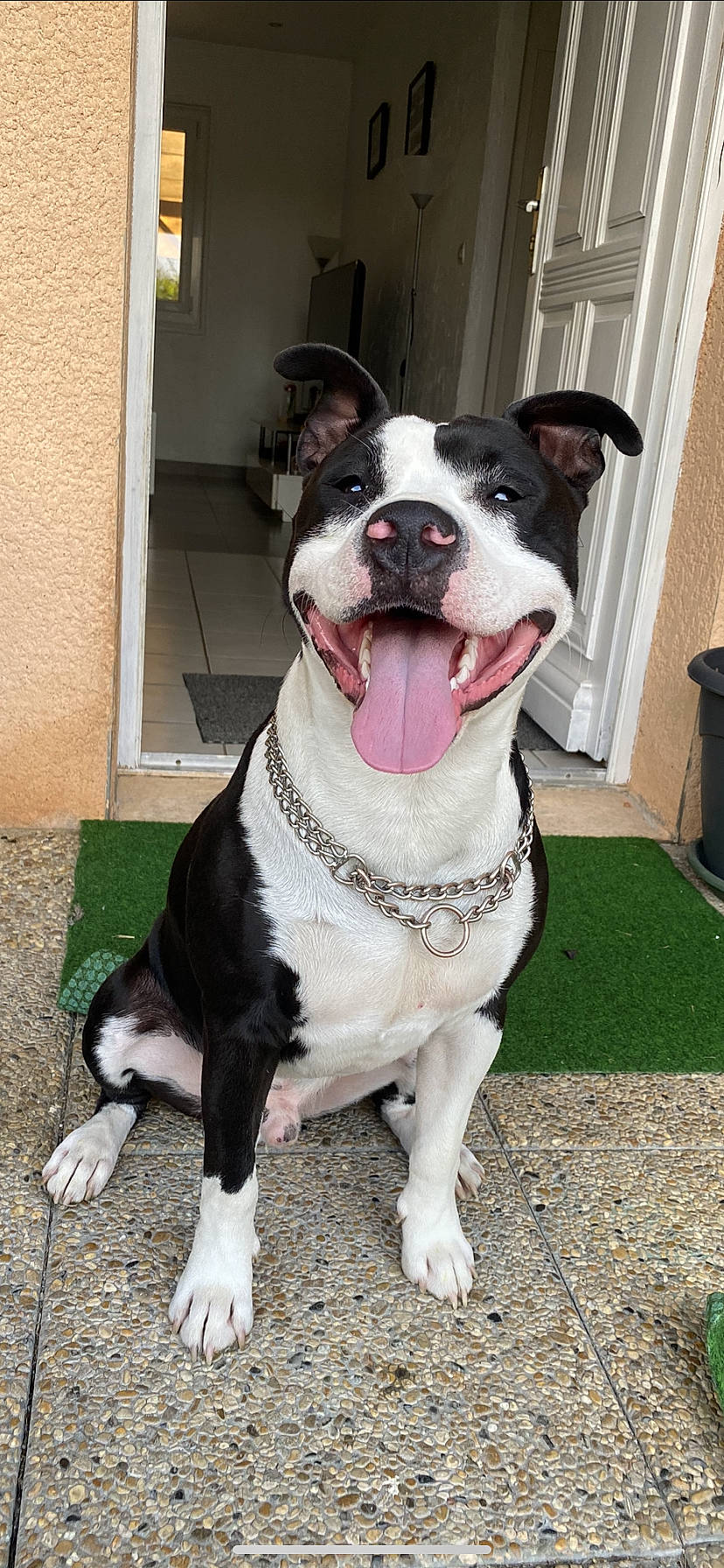 Rox participe au concours pour gagner de l'argent avec cette photo : canidae, carnivore, collar, companion_dog, dog, dog_breed, dog_collar, door, fang, fawn, formal_wear, fur, giant_dog_breed, leash, non_sporting_group, whiskers, window, working_animal, working_dog