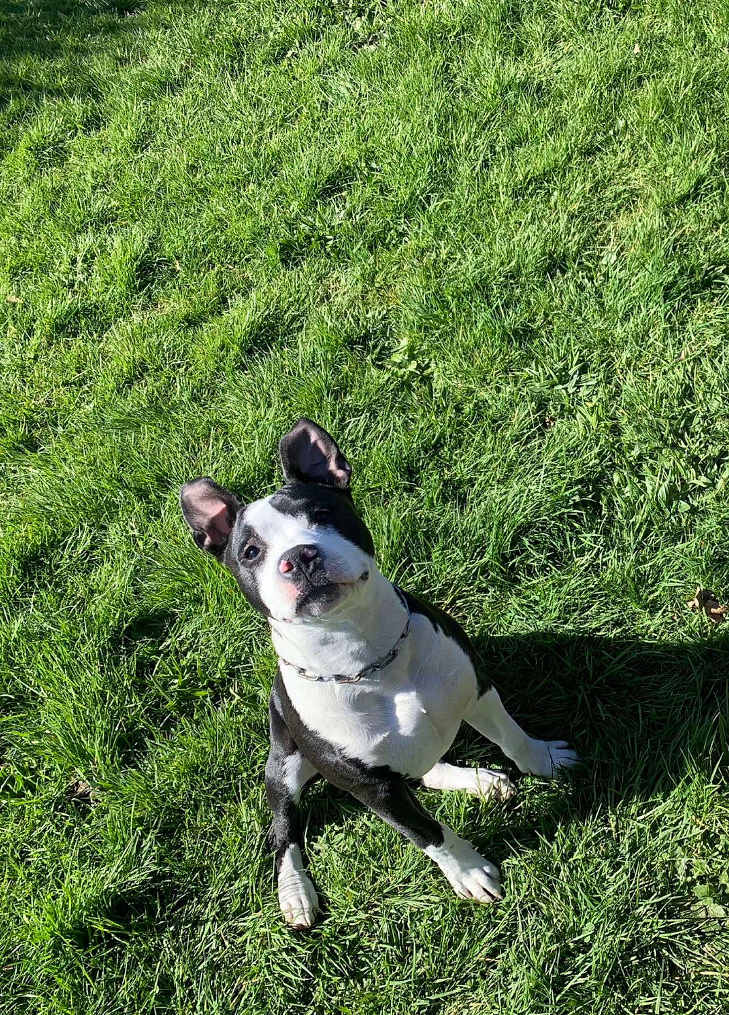 Rox a rejoint le concours — aidez-le/la à gagner de superbes lots ! boston_terrier, carnivore, collar, companion_dog, dog, dog_breed, dog_collar, fawn, grass, grass_family, grassland, groundcover, lawn, plant, snout, sporting_group, tail, terrier, whiskers, working_animal