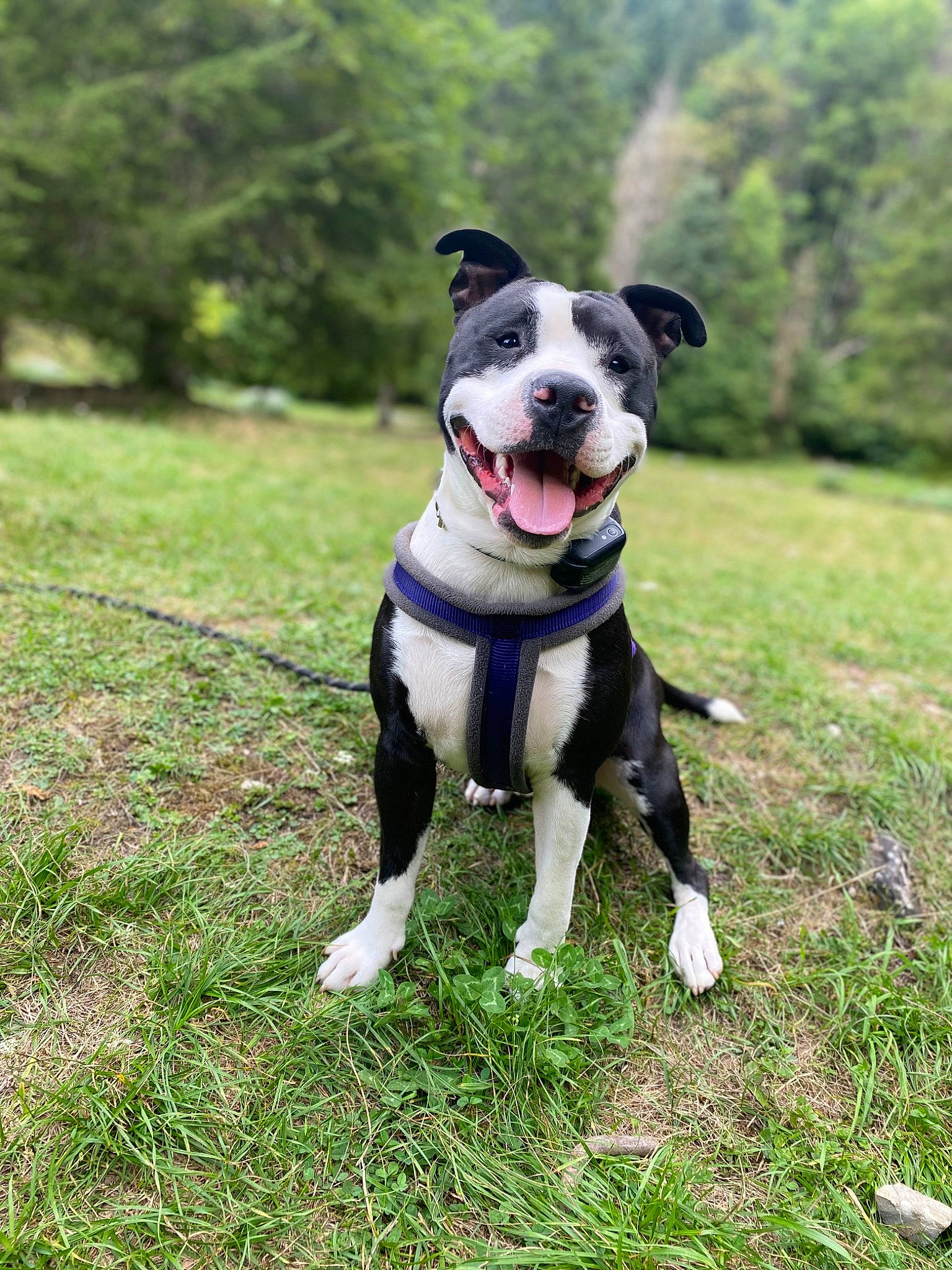 Rox participe au concours pour gagner de l'argent avec cette photo : canidae, carnivore, collar, companion_dog, dog, dog_breed, dog_collar, dog_supply, fashion_accessory, fawn, grass, leash, pet_supply, plant, snout, sporting_group, tail, toy, tree, working_animal