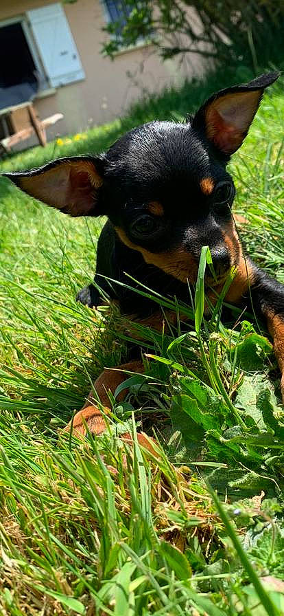 Lùa a rejoint le concours — aidez-le/la à gagner de superbes lots ! black_and_tan_terrier, canidae, carnivore, dog, dog_breed, english_toy_terrier, german_pinscher, grass, lancashire_heeler, mammal, miniature_pinscher, pinscher, prazsky_krysarik, puppy, russkiy_toy, snout, toy_dog, toy_fox_terrier, toy_manchester_terrier, vertebrate