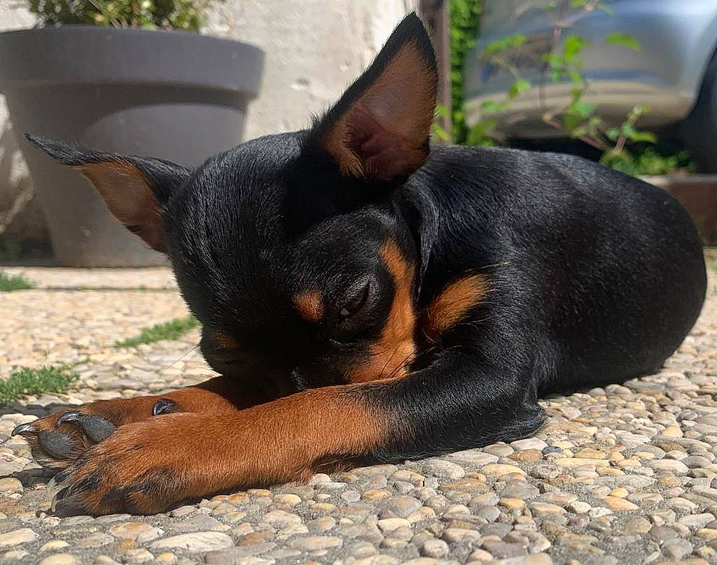 Lùa a rejoint le concours — aidez-le/la à gagner de superbes lots ! black_and_tan_terrier, canidae, carnivore, companion_dog, dobermann, dog, dog_breed, english_toy_terrier, german_pinscher, guard_dog, lancashire_heeler, mammal, manchester_terrier, miniature_pinscher, pinscher, prazsky_krysarik, puppy, snout, toy_dog, vertebrate
