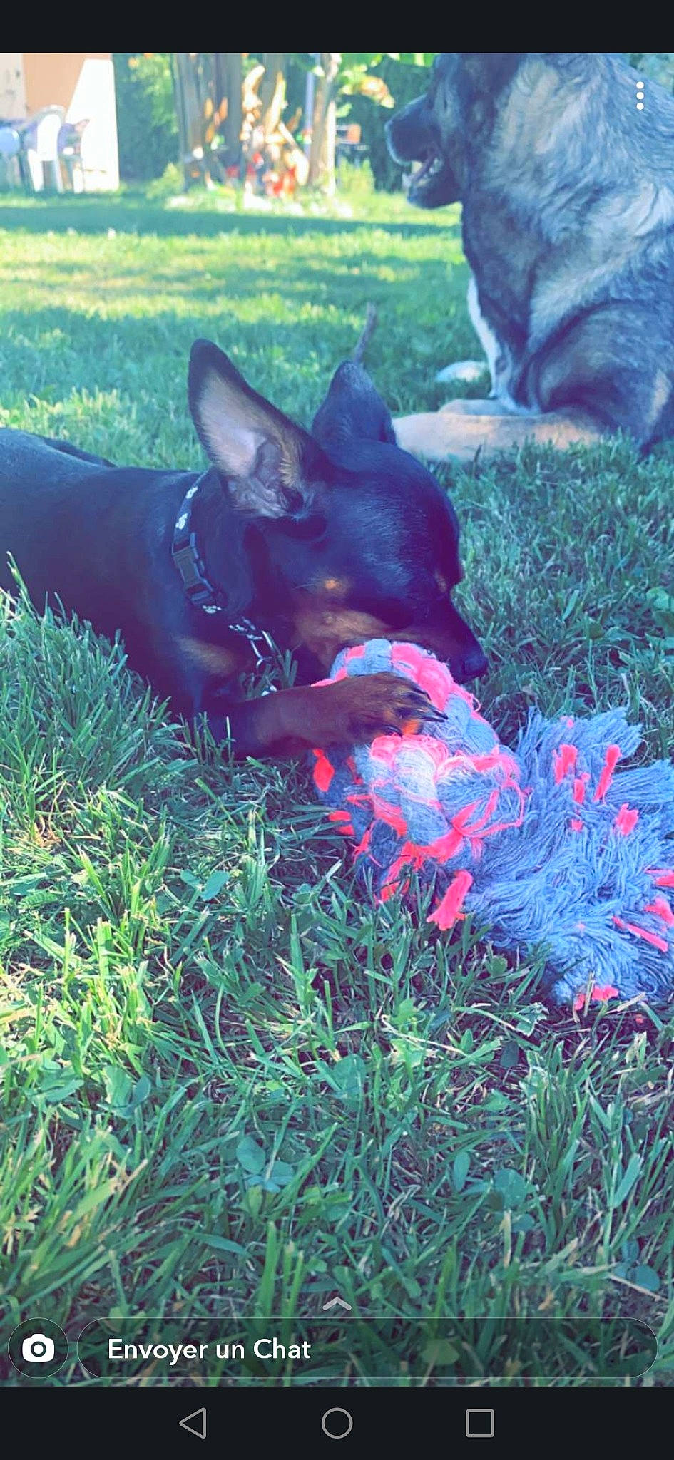 Lùa a rejoint le concours — aidez-le/la à gagner de superbes lots ! canidae, carnivore, dog, dog_breed, grass, sporting_group