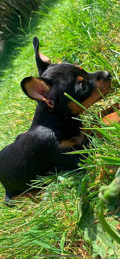 Lùa a rejoint le concours — aidez-le/la à gagner de superbes lots ! canidae, carnivore, common_chimpanzee, dog_breed, grass, hunting_dog, rainforest, snout, vertebrate