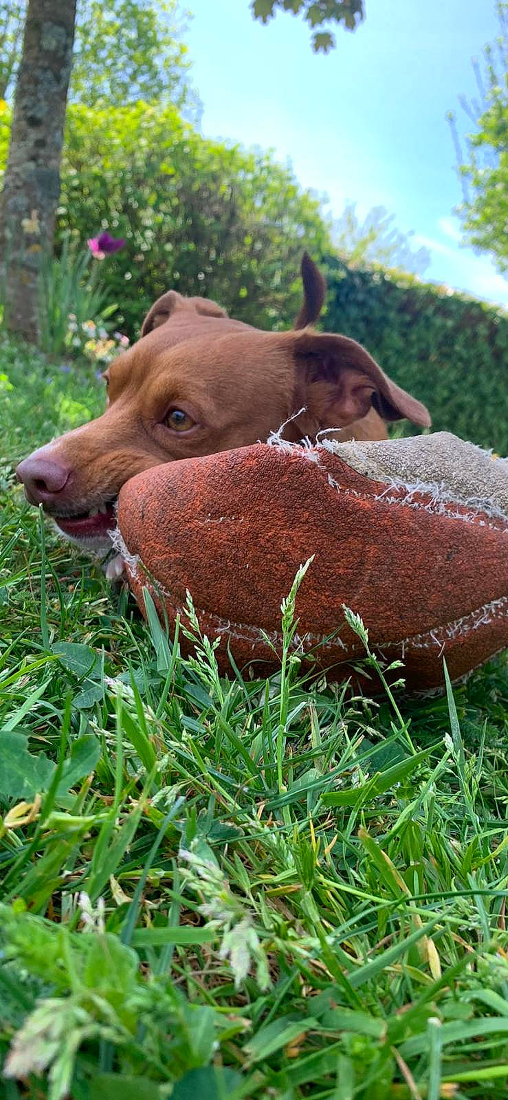 Shelby participe au concours pour gagner de l'argent avec cette photo : canidae, carnivore, dachshund, dog, dog_breed, fawn, grass, liver, mammal, snout, sporting_group, vizsla