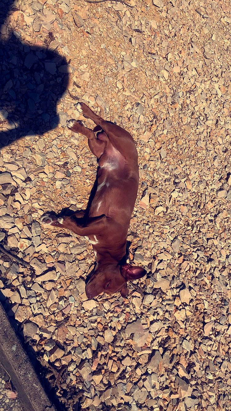 Shelby participe au concours pour gagner de l'argent avec cette photo : bat, brown, canidae, fawn, leaf, organism, shadow, soil