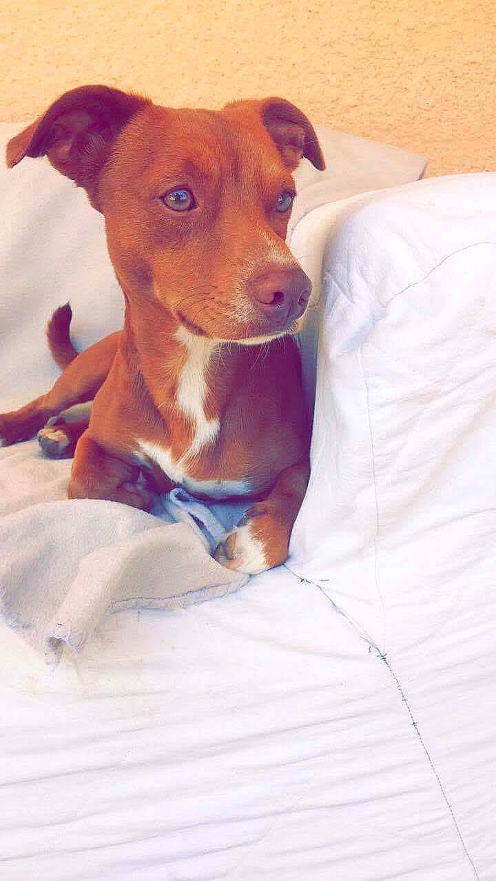 Shelby a rejoint le concours — aidez-le/la à gagner de superbes lots ! canidae, carnivore, dog, dog_breed, ear, feist, hunting_dog, mammal, nose, potcake_dog, puppy, rare_breed_dog, rat_terrier, snout, vertebrate