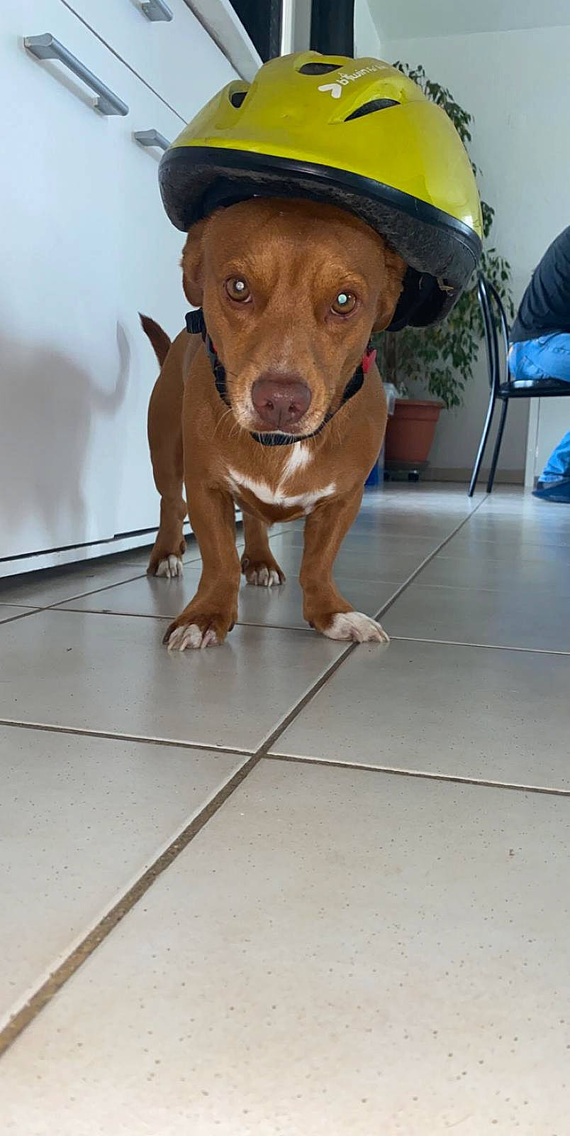 Shelby participe au concours pour gagner de l'argent avec cette photo : canidae, carnivore, dog, dog_breed, fawn, hunting_dog, mammal, snout, sporting_group, vertebrate, vizsla