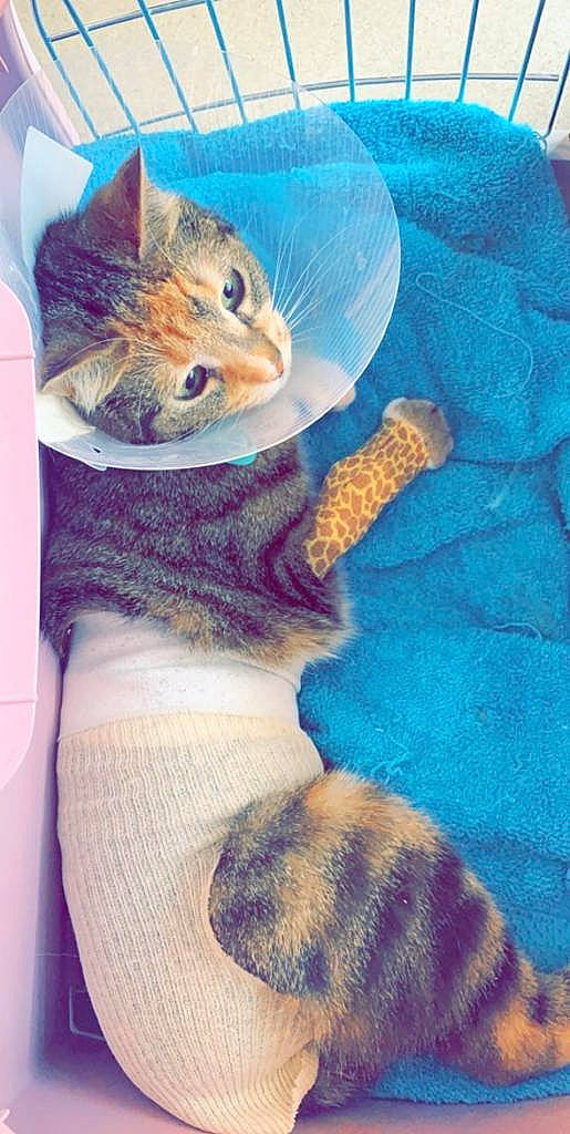Iska a rejoint le concours — aidez-le/la à gagner de superbes lots ! carnivore, cat, chausie, domestic_short_haired_cat, european_shorthair, felidae, hamster, kitten, small_to_medium_sized_cats, tabby_cat, tail, whiskers