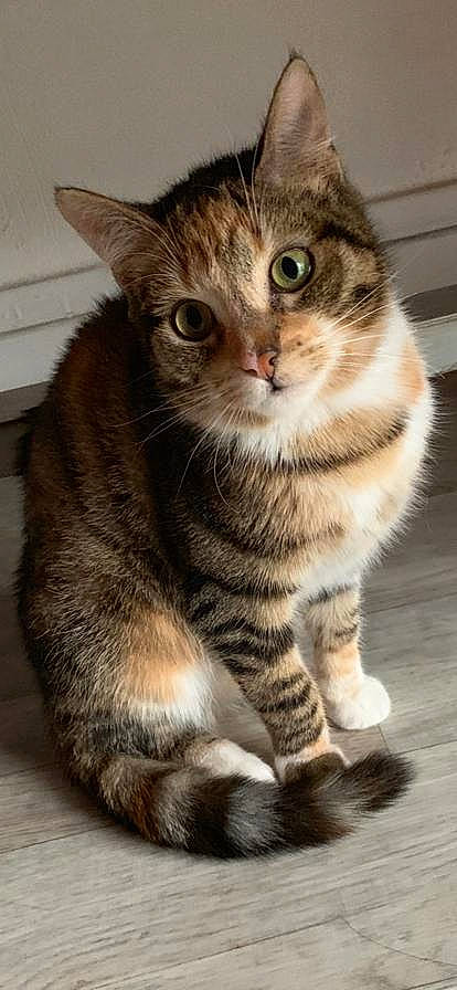 Iska participe au concours pour gagner de l'argent avec cette photo : aegean_cat, american_bobtail, american_shorthair, american_wirehair, asian, australian_mist, california_spangled, carnivore, cat, domestic_short_haired_cat, dragon_li, european_shorthair, felidae, kitten, mammal, pixie_bob, small_to_medium_sized_cats, tabby_cat, vertebrate, whiskers