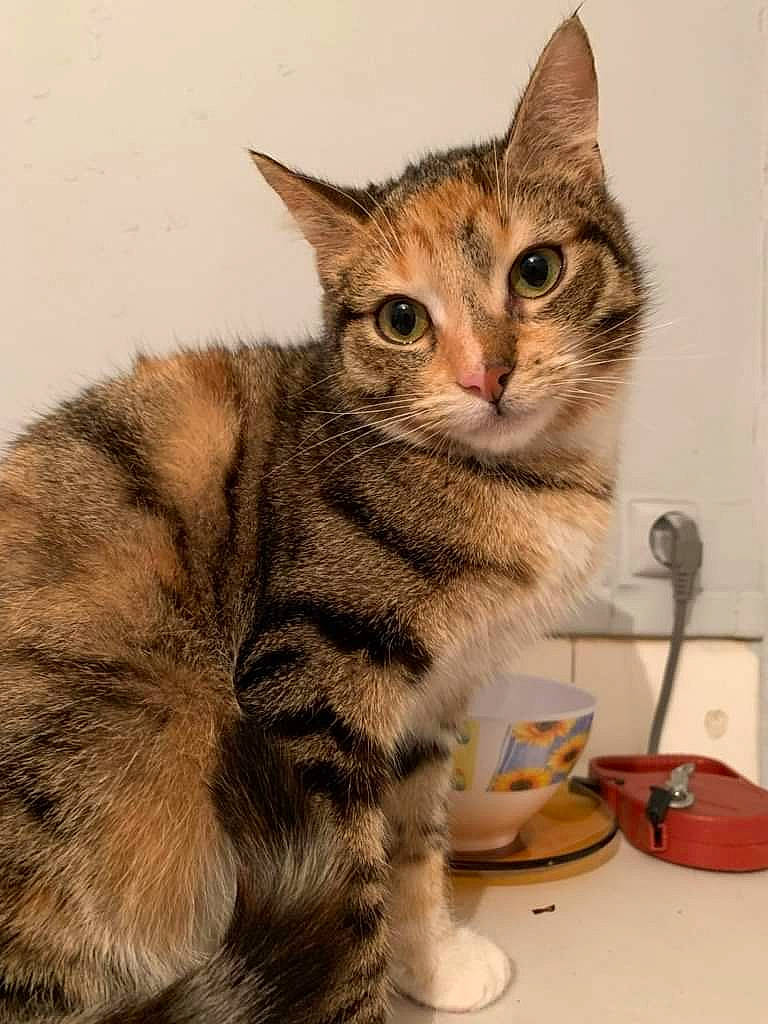 Iska a rejoint le concours — aidez-le/la à gagner de superbes lots ! aegean_cat, american_bobtail, american_shorthair, american_wirehair, asian, australian_mist, carnivore, cat, domestic_short_haired_cat, dragon_li, european_shorthair, felidae, kitten, mammal, pixie_bob, small_to_medium_sized_cats, sokoke, tabby_cat, vertebrate, whiskers