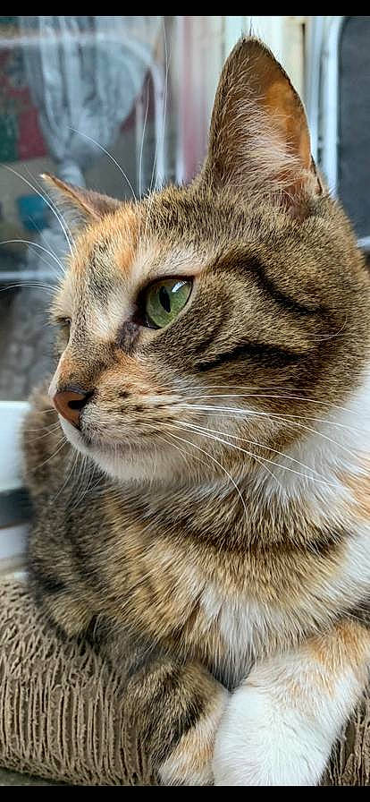 Iska participe au concours pour gagner de l'argent avec cette photo : aegean_cat, american_bobtail, american_shorthair, asian, australian_mist, carnivore, cat, close_up, domestic_short_haired_cat, dragon_li, european_shorthair, felidae, fur, mammal, pixie_bob, small_to_medium_sized_cats, snout, tabby_cat, vertebrate, whiskers