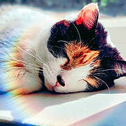 Dora joined the competition — help win amazing prizes! animal, calico, cat, closeup, cozy, ear, face, fur, indoor, nap, nose, peaceful, pet, prism, rainbow, relaxation, resting, sleeping, sunlight, whiskers