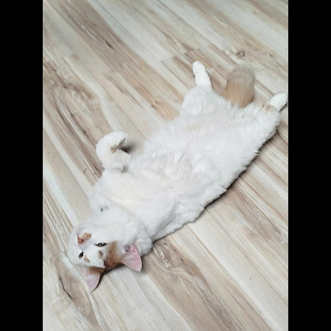 Flocqui participe au concours pour gagner de l'argent avec cette photo : animal, appliance, cat, cute, domestic_cat, ears, flooring, fluffy, furniture, indoor, lying_down, mammal, orange_and_white, pet, playful, relaxed, resting, tail, whiskers, wooden_floor