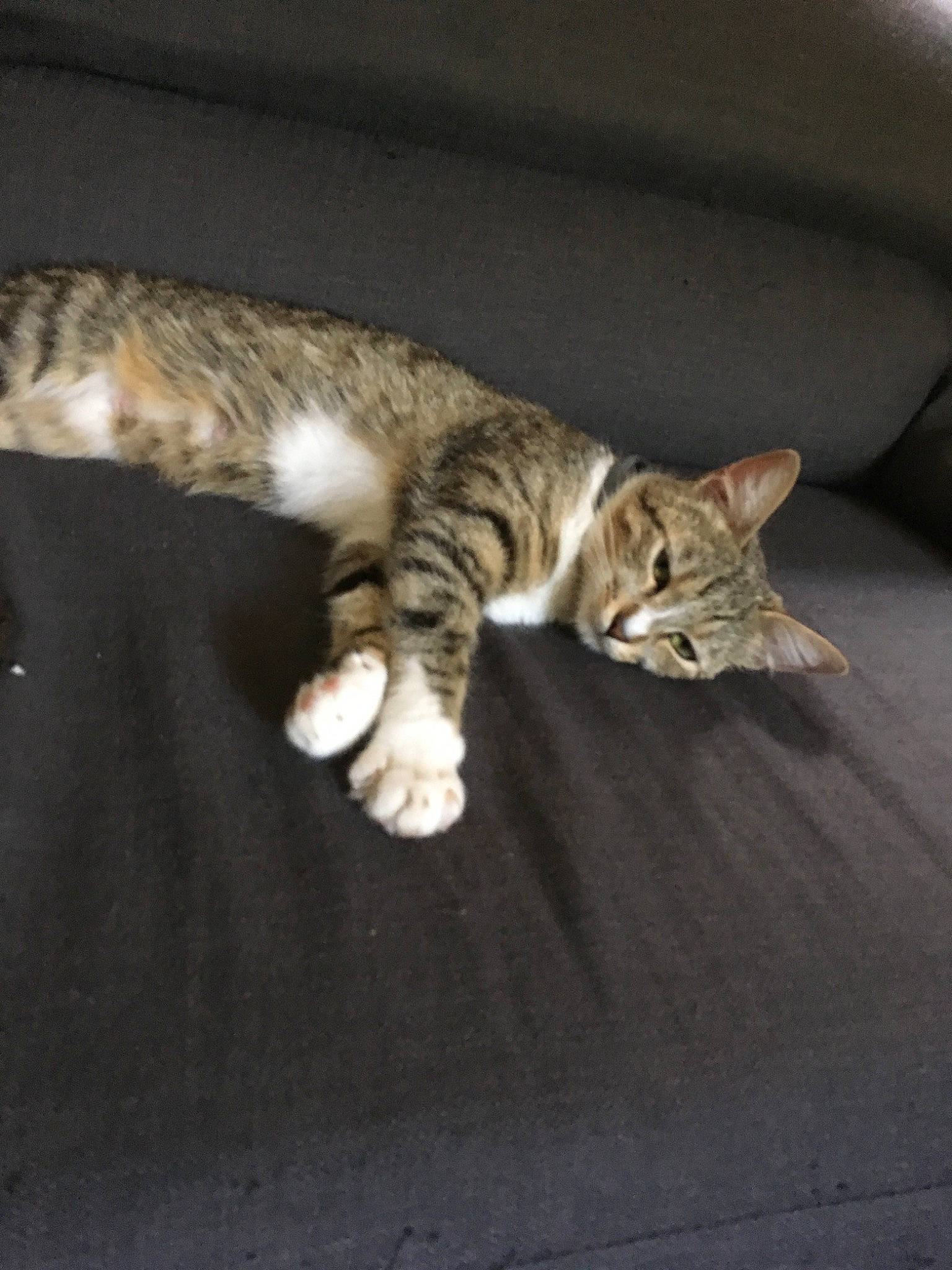 Cookie a rejoint le concours — aidez-le/la à gagner de superbes lots ! american_wirehair, australian_mist, bengal, carnivore, cat, domestic_short_haired_cat, dragon_li, european_shorthair, felidae, kitten, mammal, ocicat, paw, polydactyl_cat, small_to_medium_sized_cats, sokoke, tabby_cat, tail, toyger, whiskers