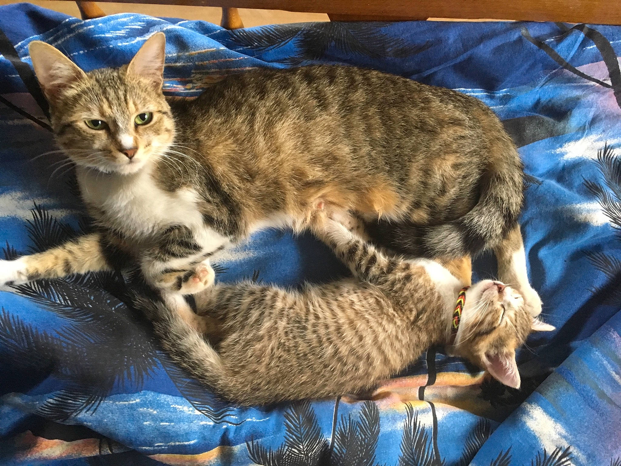 Cookie a rejoint le concours — aidez-le/la à gagner de superbes lots ! arabian_mau, australian_mist, california_spangled, carnivore, cat, chausie, domestic_short_haired_cat, dragon_li, egyptian_mau, european_shorthair, felidae, kitten, mammal, ocicat, pixie_bob, small_to_medium_sized_cats, tabby_cat, vertebrate, whiskers, wild_cat