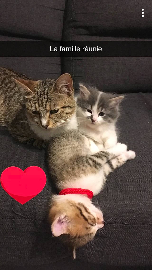 Cookie participe au concours pour gagner de l'argent avec cette photo : american_wirehair, asian, california_spangled, carnivore, cat, domestic_short_haired_cat, dragon_li, european_shorthair, felidae, kitten, mammal, paw, photo_caption, pixie_bob, polydactyl_cat, siberian, small_to_medium_sized_cats, tabby_cat, vertebrate, whiskers