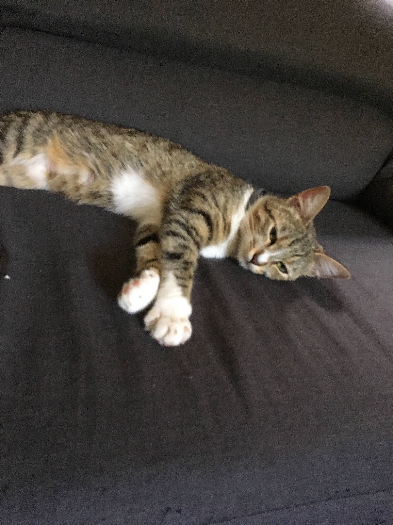 Cookie participe au concours pour gagner de l'argent avec cette photo : american_wirehair, asian, australian_mist, bengal, carnivore, cat, domestic_short_haired_cat, dragon_li, european_shorthair, felidae, kitten, mammal, ocicat, polydactyl_cat, small_to_medium_sized_cats, sokoke, tabby_cat, tail, toyger, whiskers