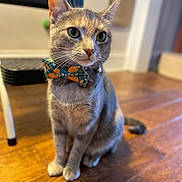 Maybel is registered to the contest to win money with this photo: animal, bow_tie, cat, close_up, collar, curious, cute, domestic_cat, ears, eyes, feline, flooring, fur, household, indoor, pet, portrait, sitting, whiskers, wooden_floor