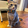 animal, bow_tie, cat, close_up, collar, curious, cute, domestic_cat, ears, eyes, feline, flooring, fur, household, indoor, pet, portrait, sitting, whiskers, wooden_floor