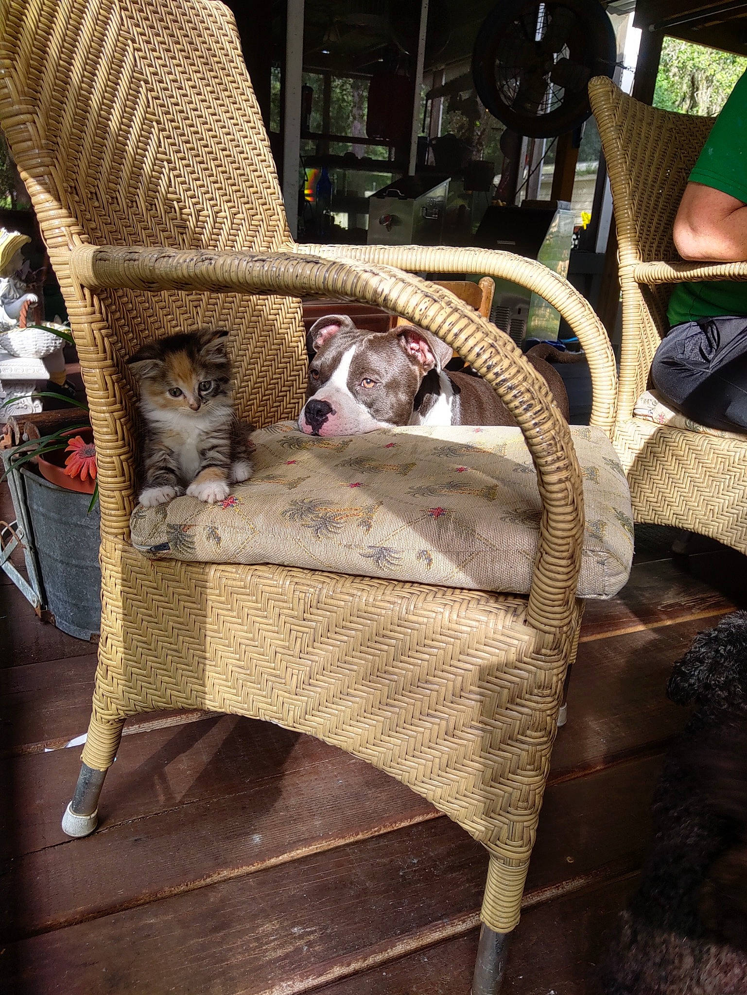 Miss Felony joined the competition — help win amazing prizes! armrest, carnivore, cat, chair, comfort, fawn, felidae, flooring, fur, hardwood, leisure, living_room, outdoor_furniture, plant, sitting, small_to_medium_sized_cats, textile, whiskers, wicker, wood