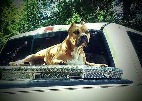 Shot-c joined the competition — help win amazing prizes! auto_part, automotive_design, automotive_exterior, automotive_lighting, automotive_mirror, car, carnivore, companion_dog, dog, dog_breed, fawn, glass, hood, motor_vehicle, tints_and_shades, tree, vehicle, vehicle_door, window, windscreen_wiper