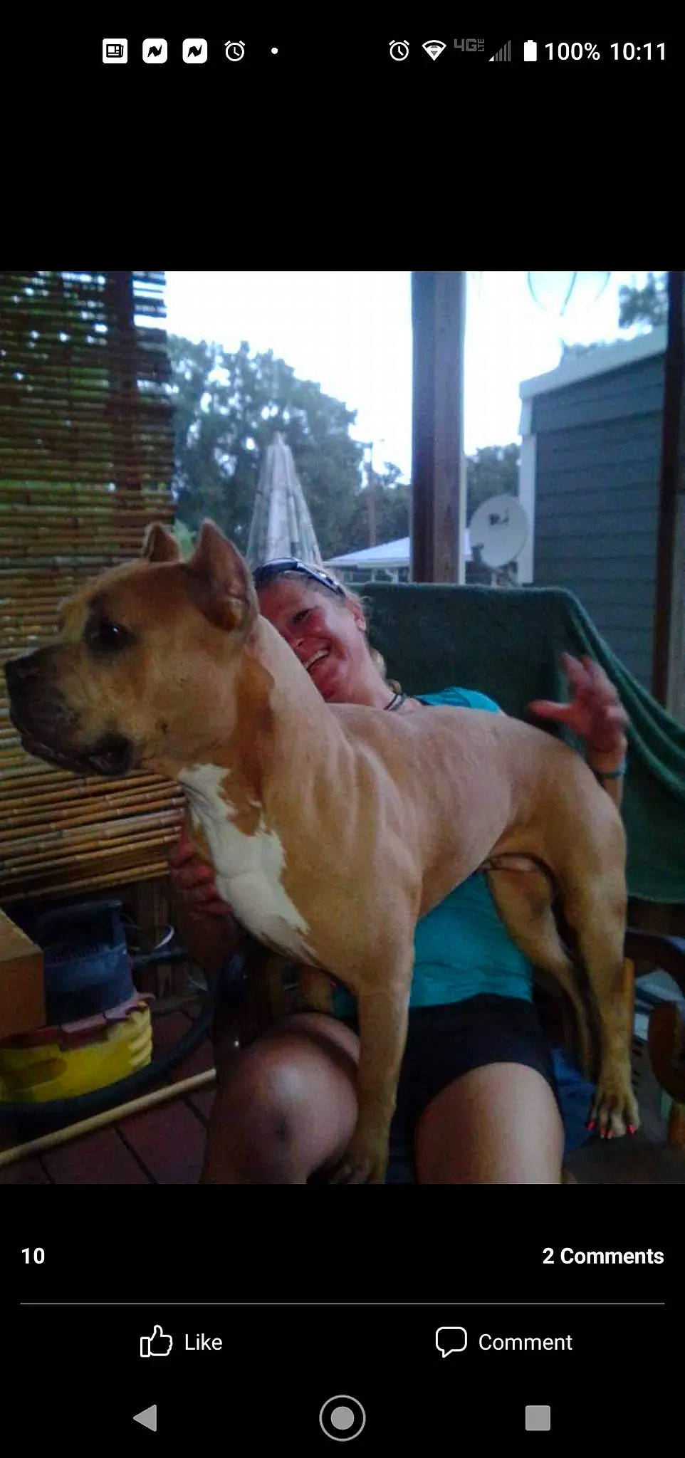 Shot-c joined the competition — help win amazing prizes! building, canidae, carnivore, collar, companion_dog, dog, dog_breed, dog_supply, fawn, guard_dog, human_leg, sighthound, sky, snout, sporting_group, tail, terrestrial_animal, whiskers, window, working_animal